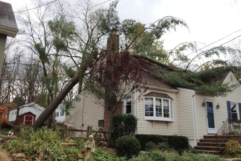 Emergency Tree Services