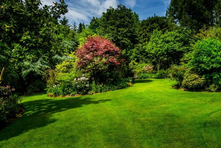 Lawn care and management